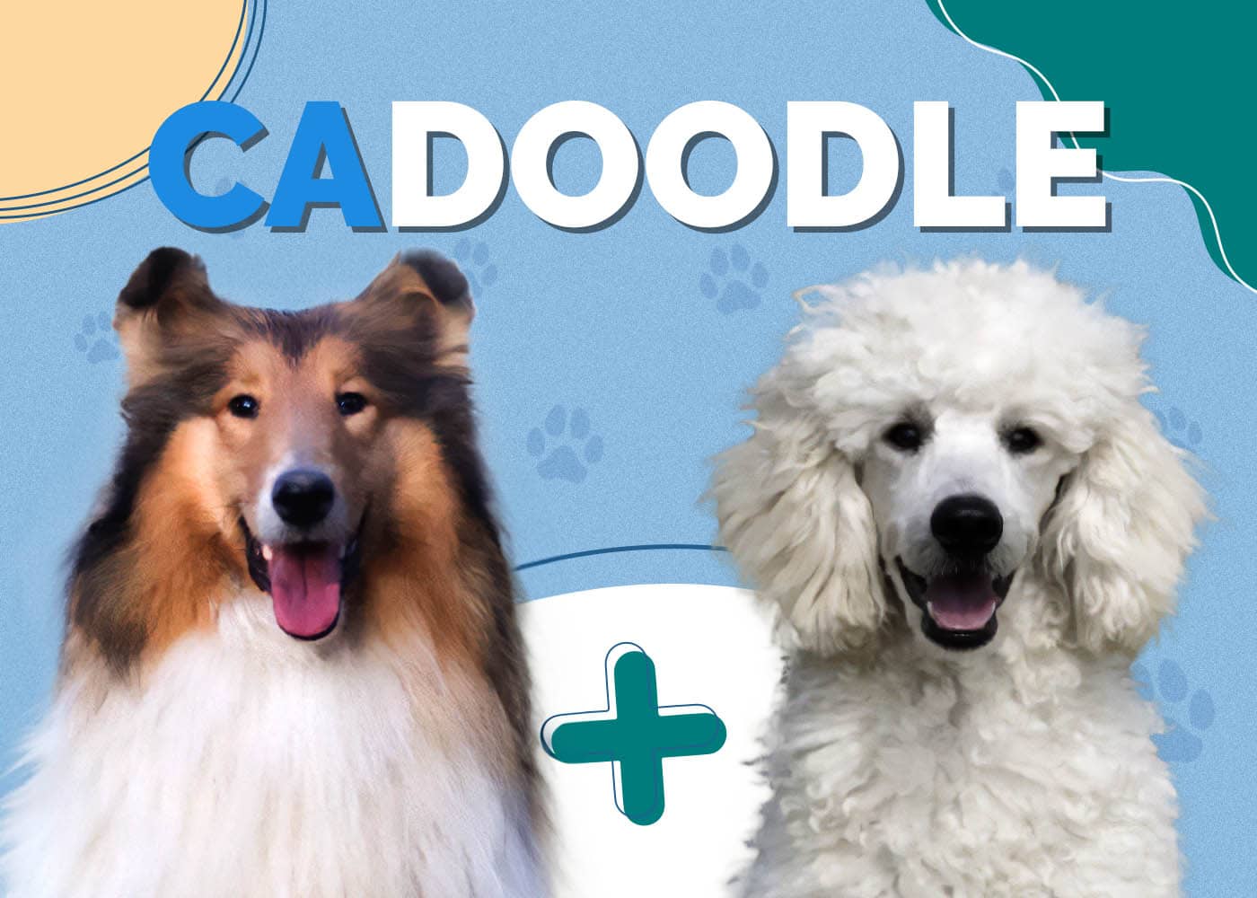 Cadoodle (Collie & Poodle Mix)
