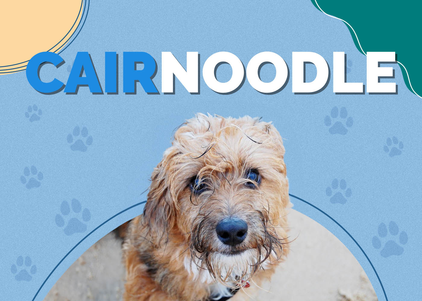 Cairnoodle (Cairn Terrier & Miniature Poodle Mix)