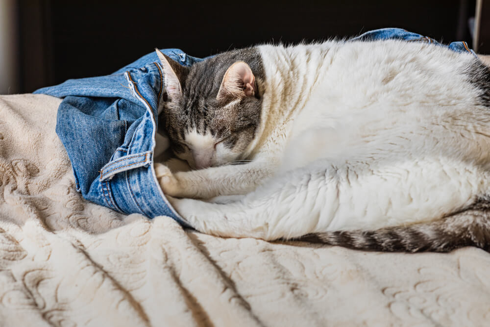 Cat sleeping on clothes