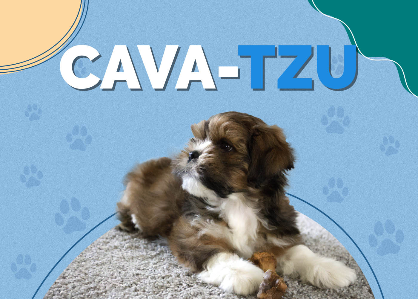 Cava-Tzu (King Charles Spaniel & Shih-Tzu Mix)