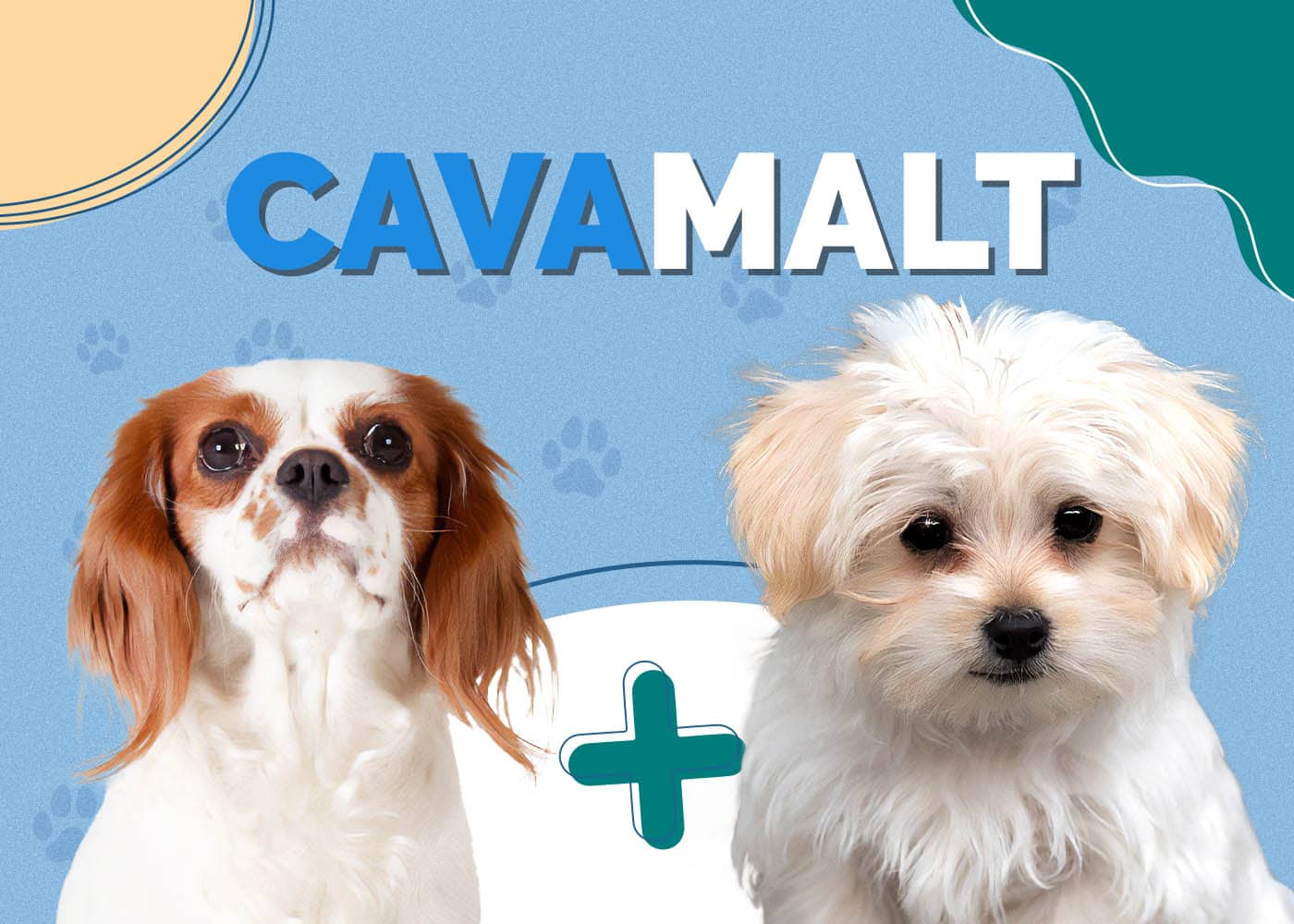 CavaMalt (Cavalier King Charles Spaniel & Maltese Mix)