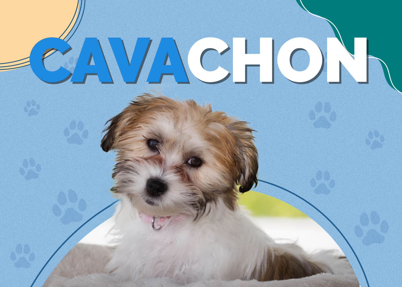 Cavachon (Bichon Frise & Cavalier King Charles Mix)