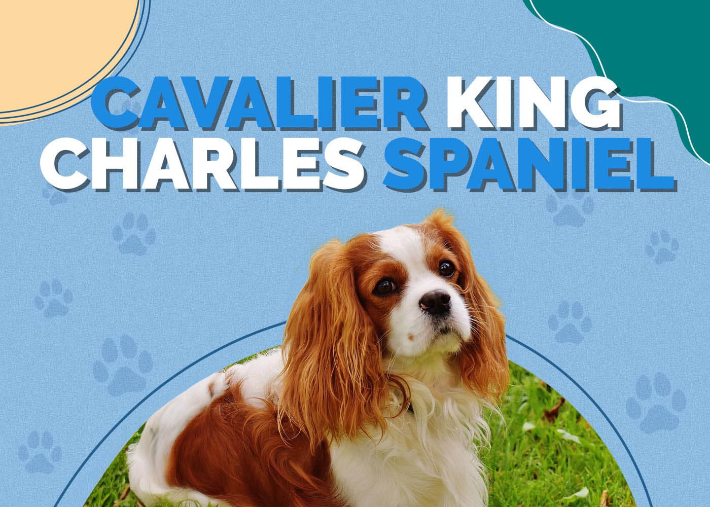 Cavalier King Charles Spaniel Dog Breed: Info, Pictures