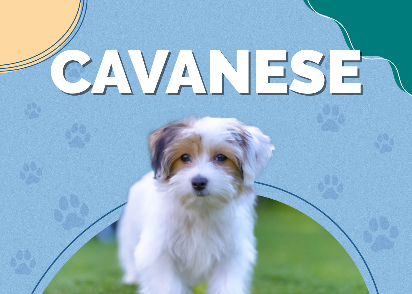Cavanese (Cavalier King Charles Spaniel & Havanese Mix)