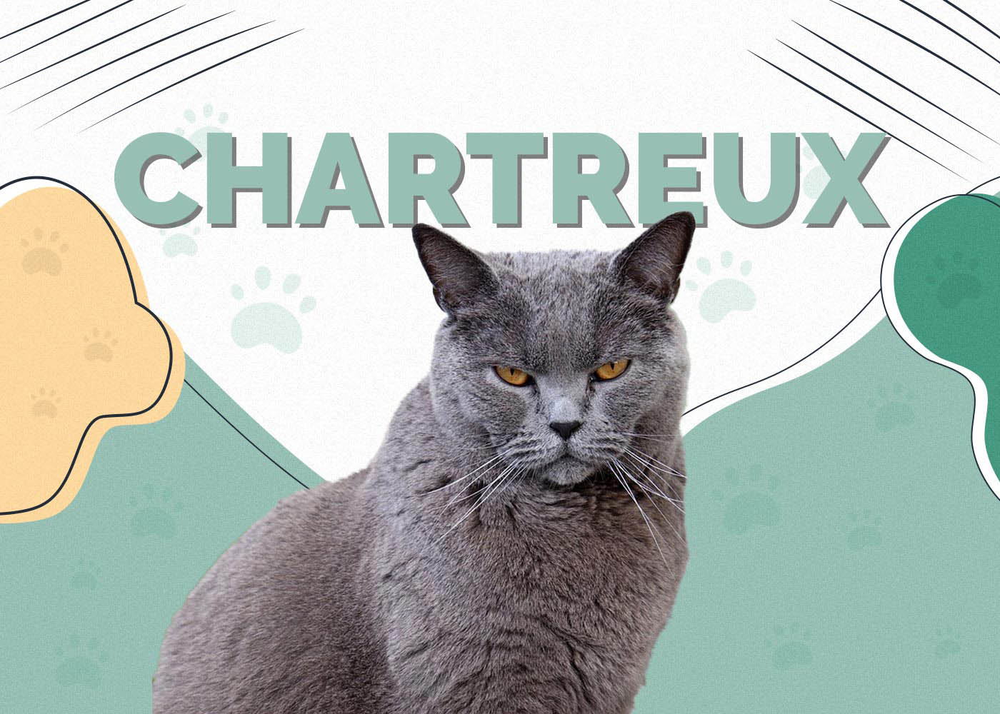 Chartreux Cat Breed