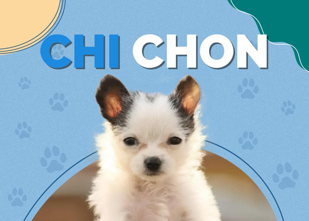 Chi Chon (Bichon and Chihuahua Mix)