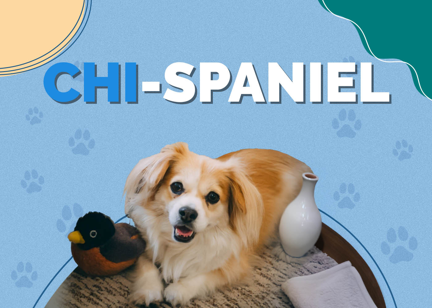 Chi-Spaniel (Chihuahua & Cocker Spaniel Mix)