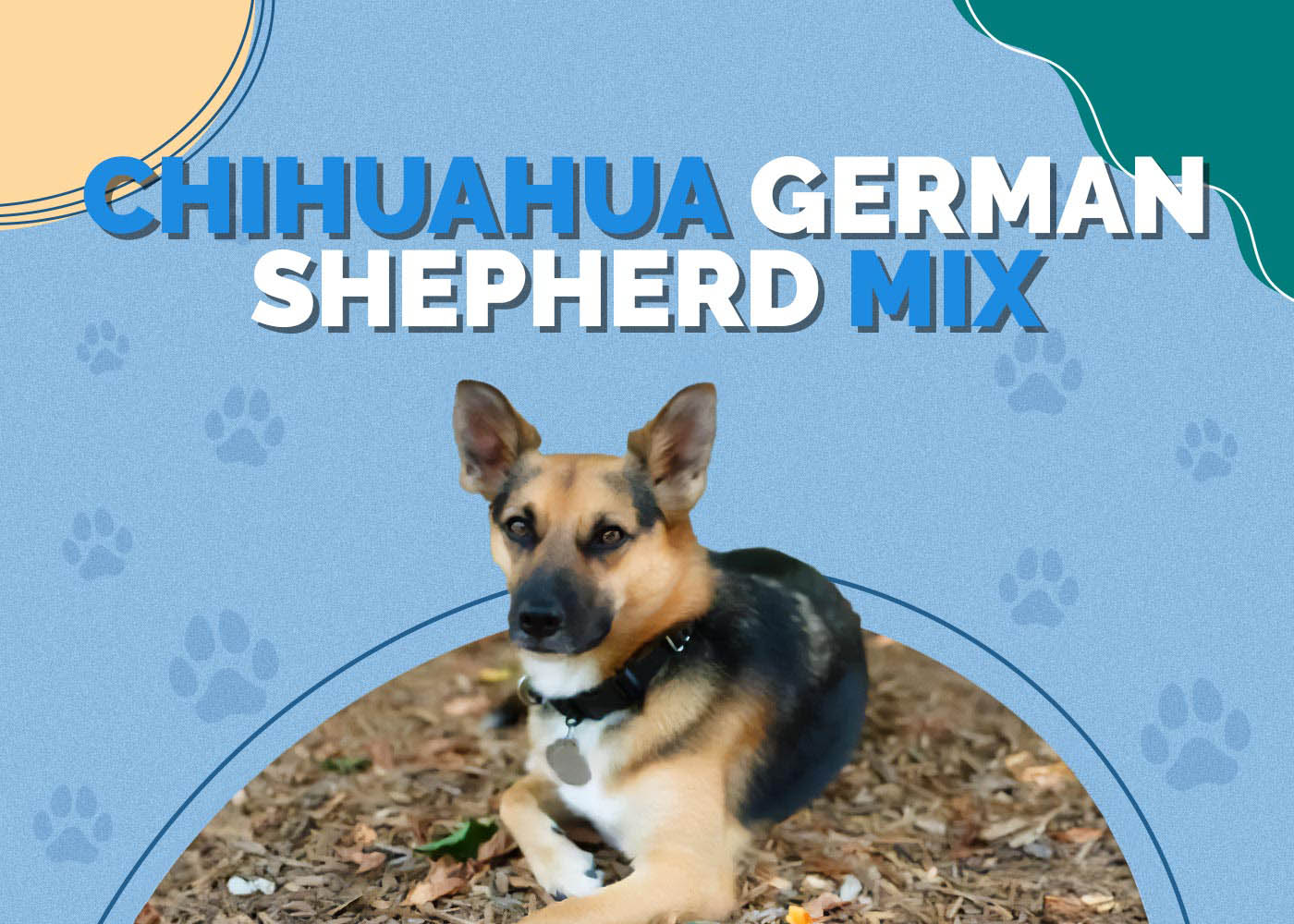 Chihuahua German Shepherd Mix