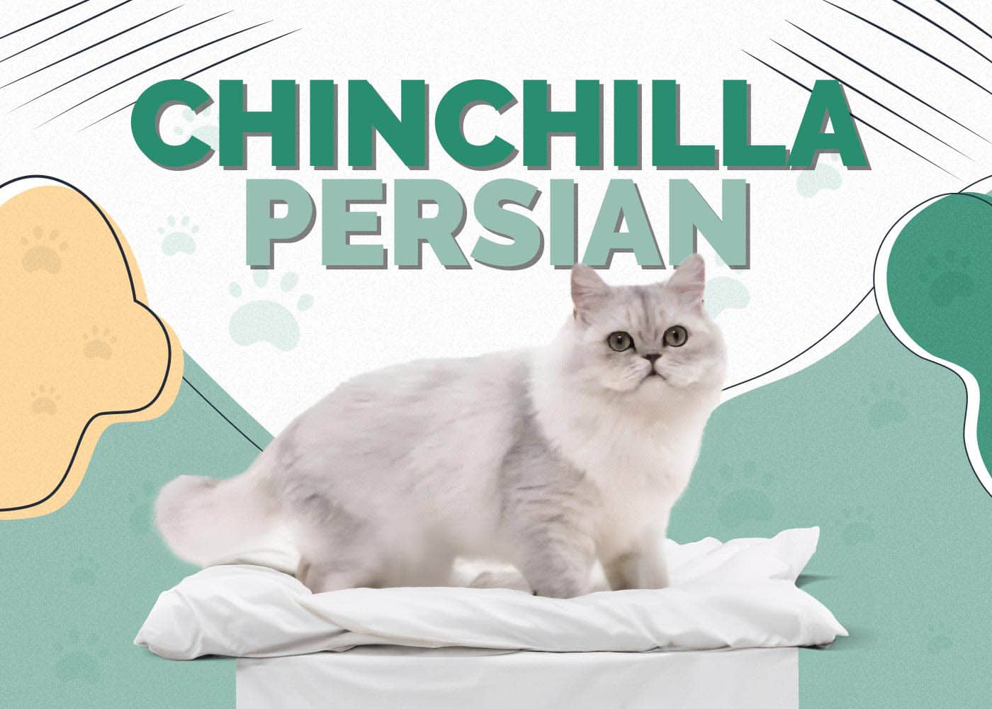 Chinchilla Persian