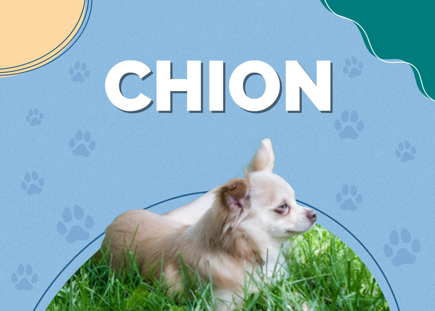 Chion (Chihuahua & Papillon Mix)