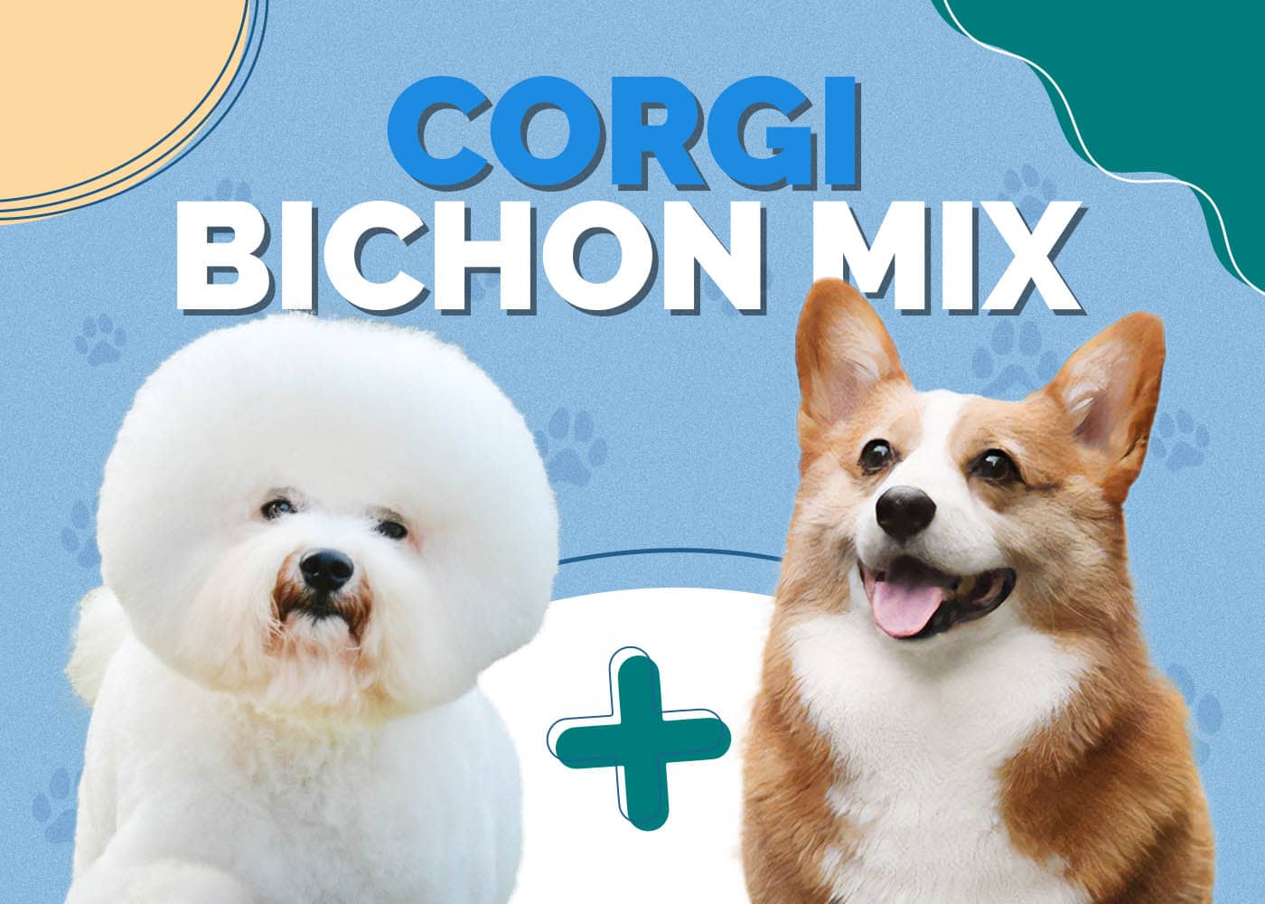 Corgi Bichon Mix