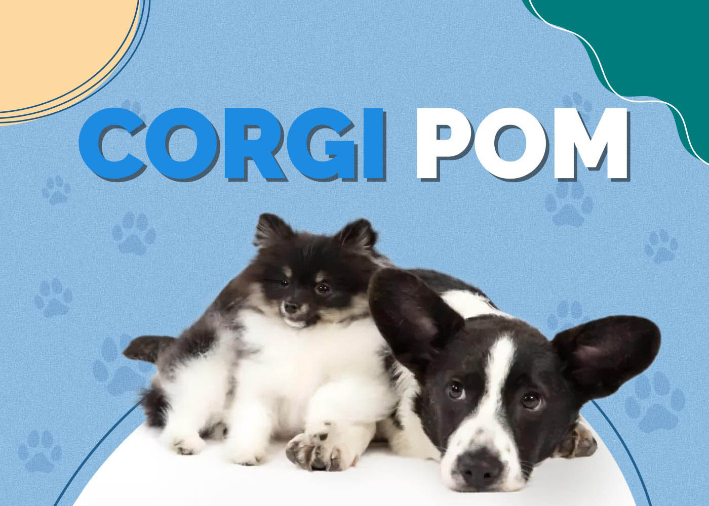 Corgi Pom (Corgi & Pomeranian Mix)