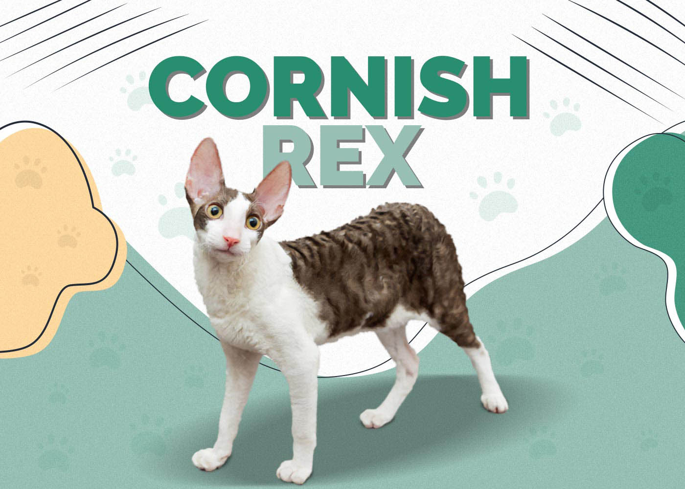 Cornish Rex Cat