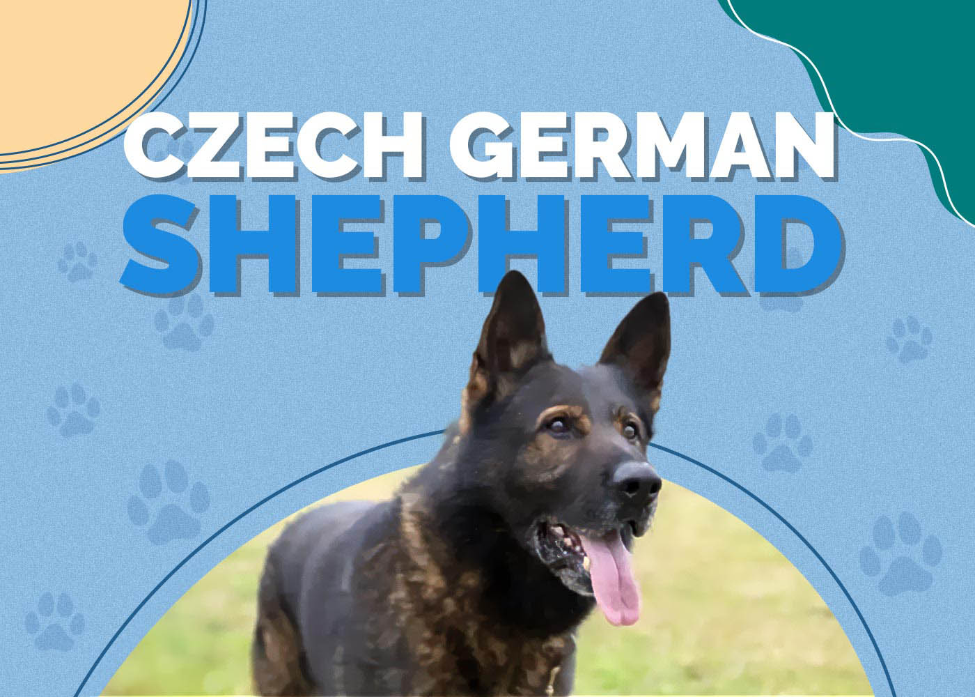 Czech German Shepherd