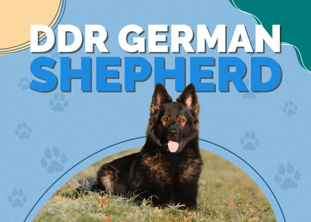DDR German Shepherd