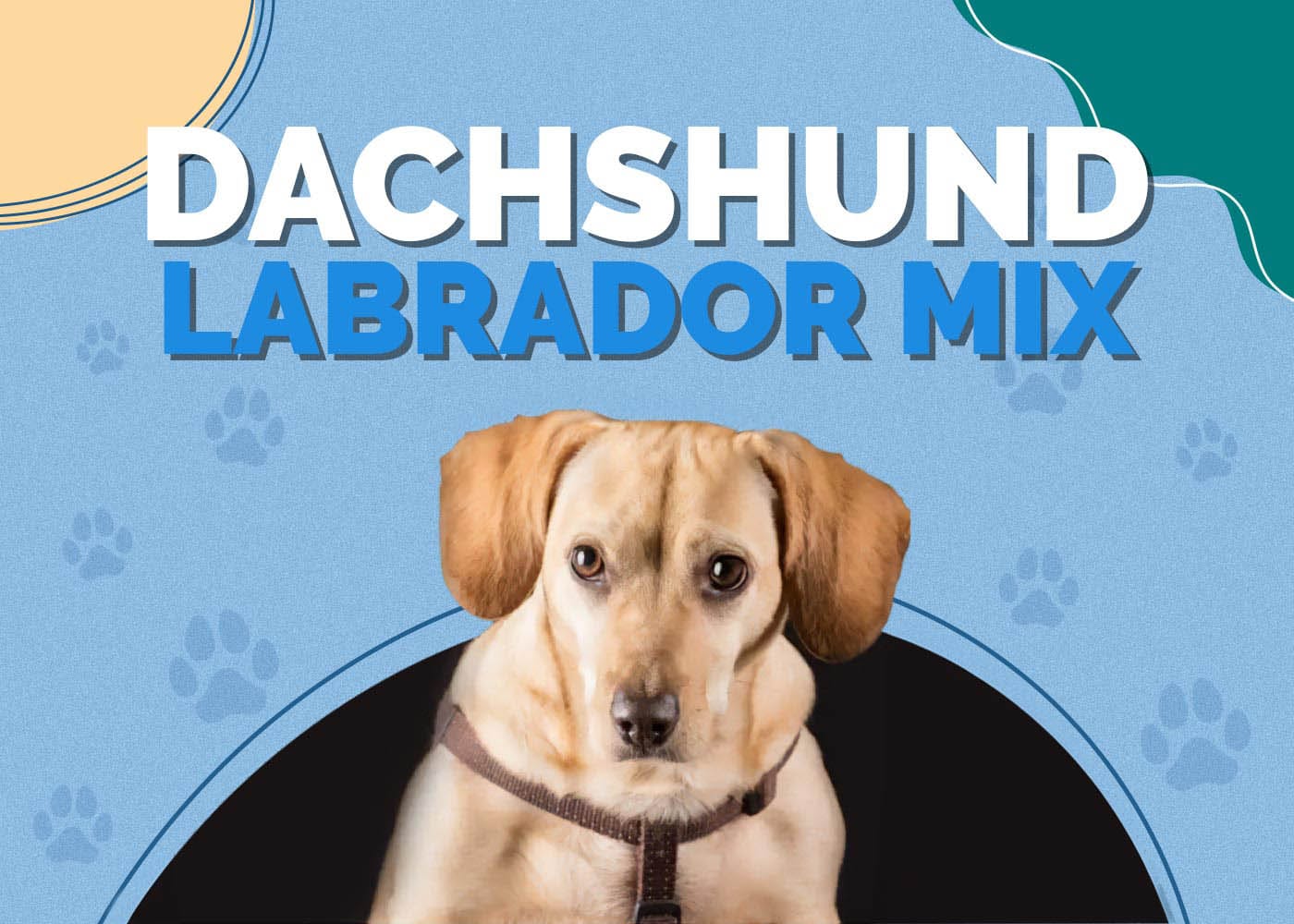 Dachshund Labrador Mix
