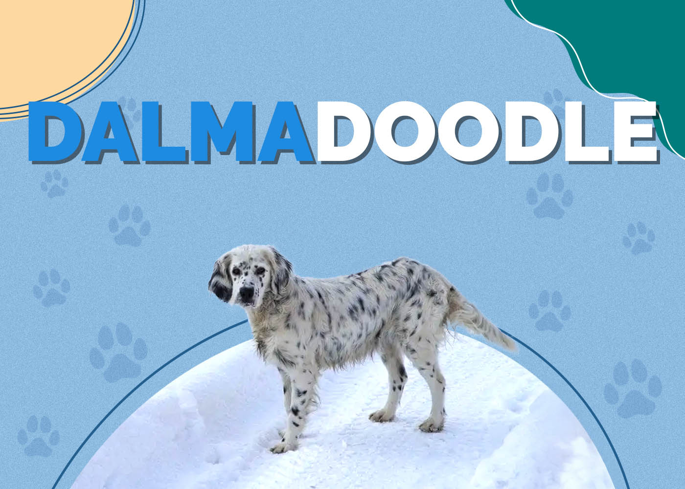 Dalmadoodle (Dalmatian & Poodle Mix)