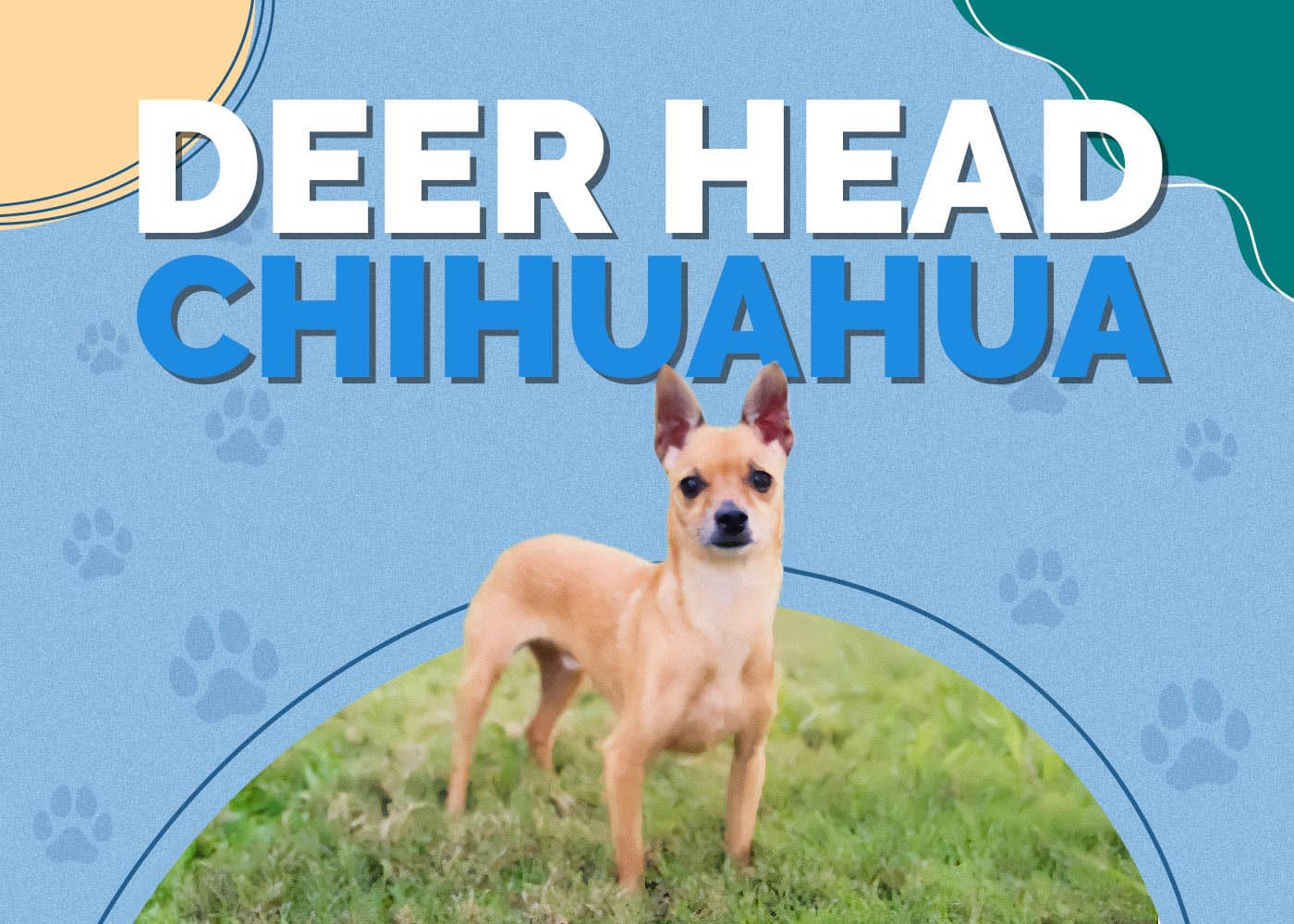 Deer Head Chihuahua