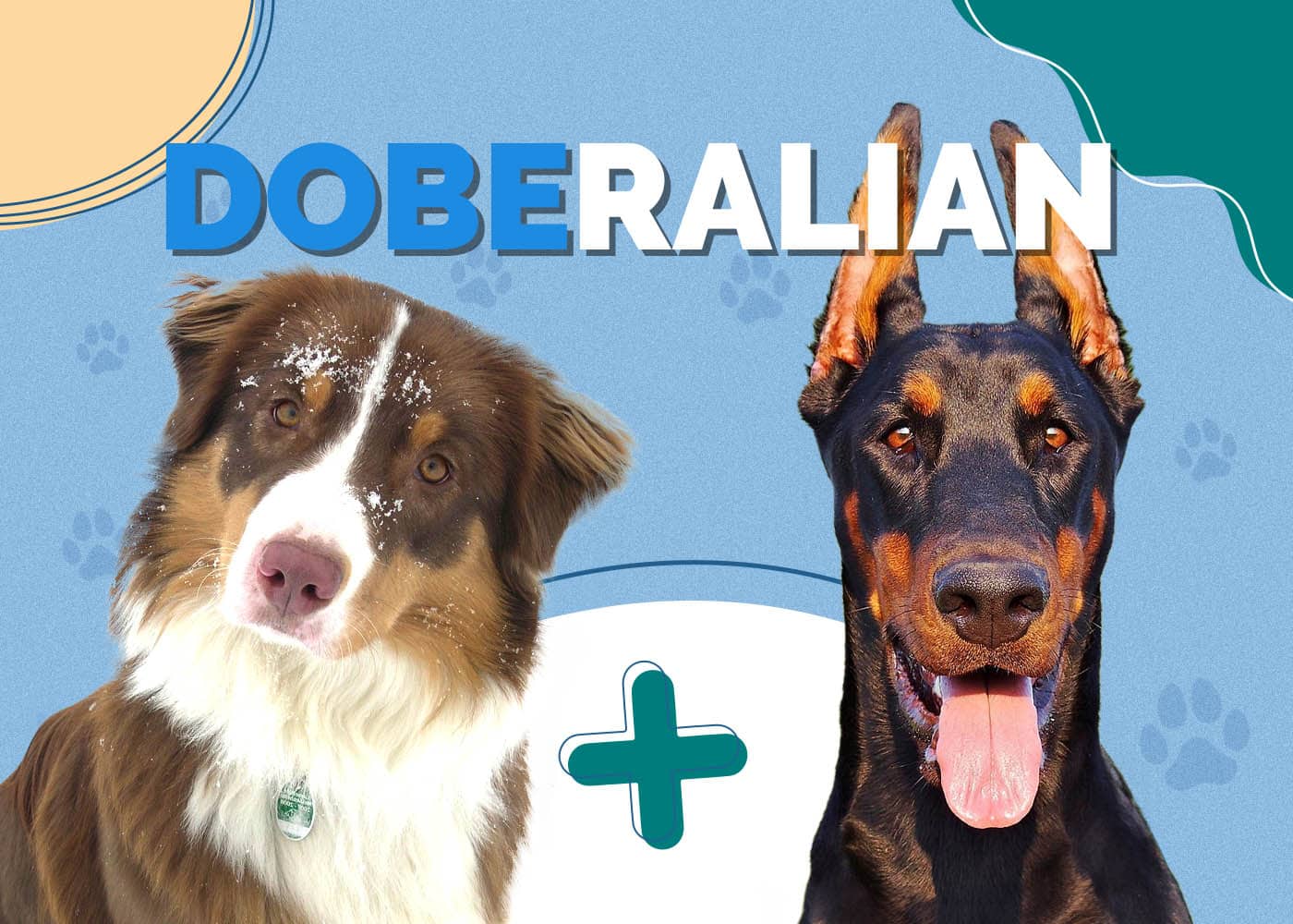 Doberman Australian Shepherd Mix (Doberalian)