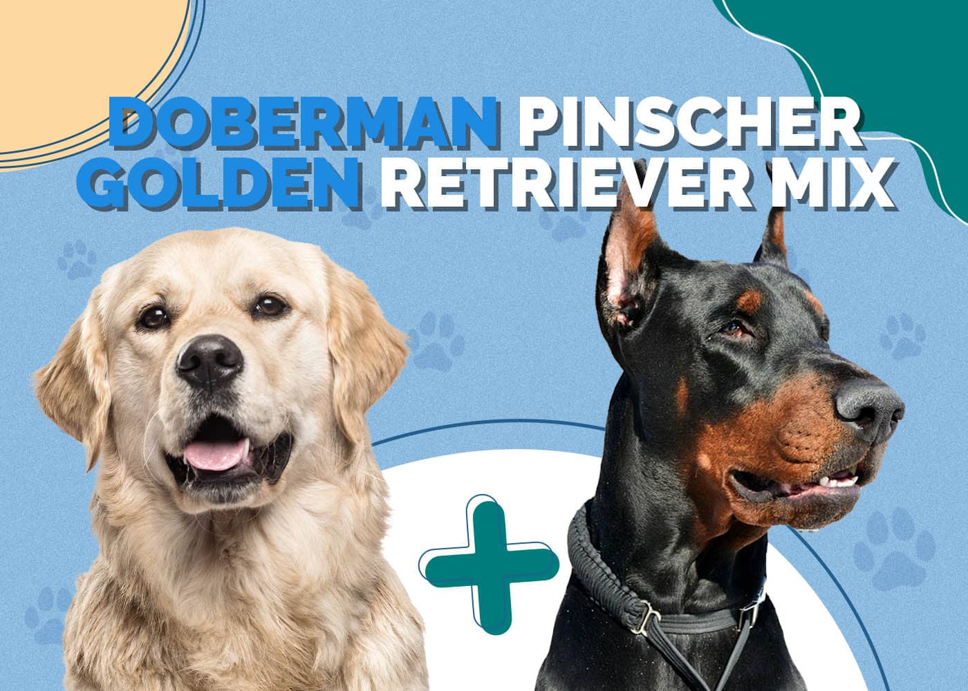 Doberman Pinscher Golden Retriever Mix Info, Pictures, Characteristics & More Hepper