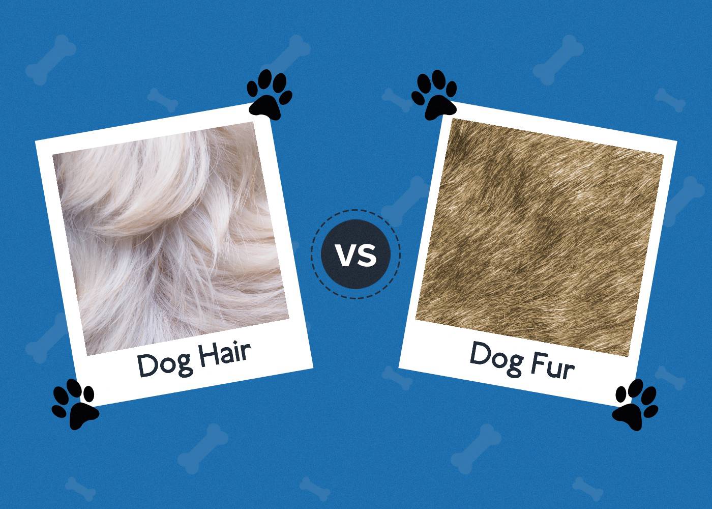 Dog hair vs Dog fur