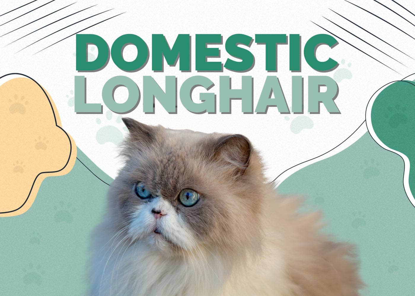 Domestic Longhair
