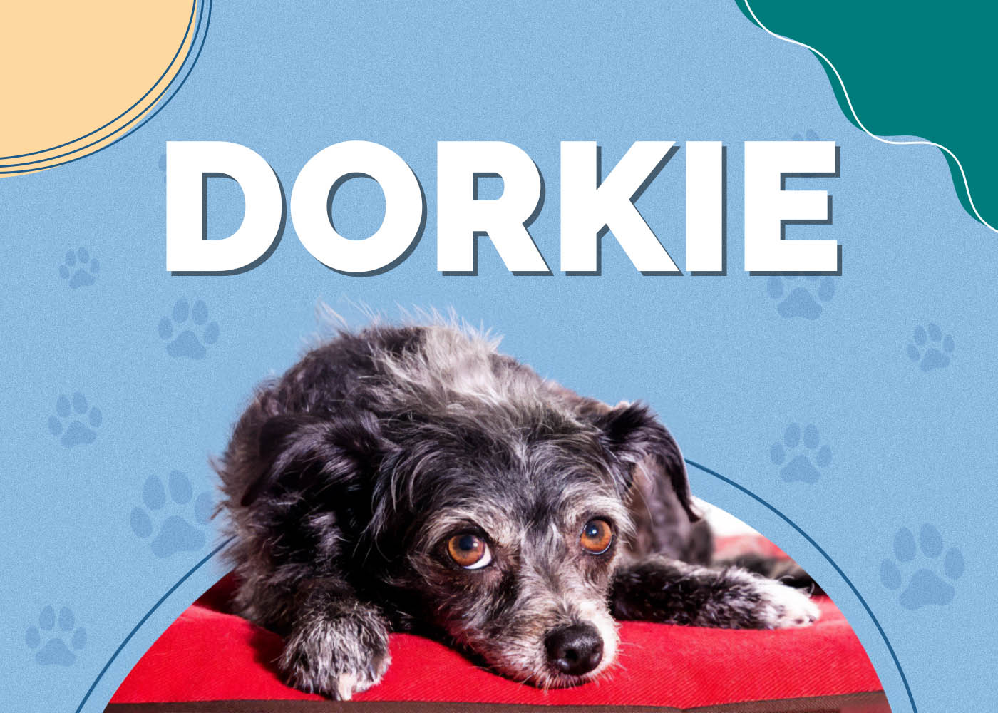 Dorkie (Yorkshire Terrier & Dachshund Mix)