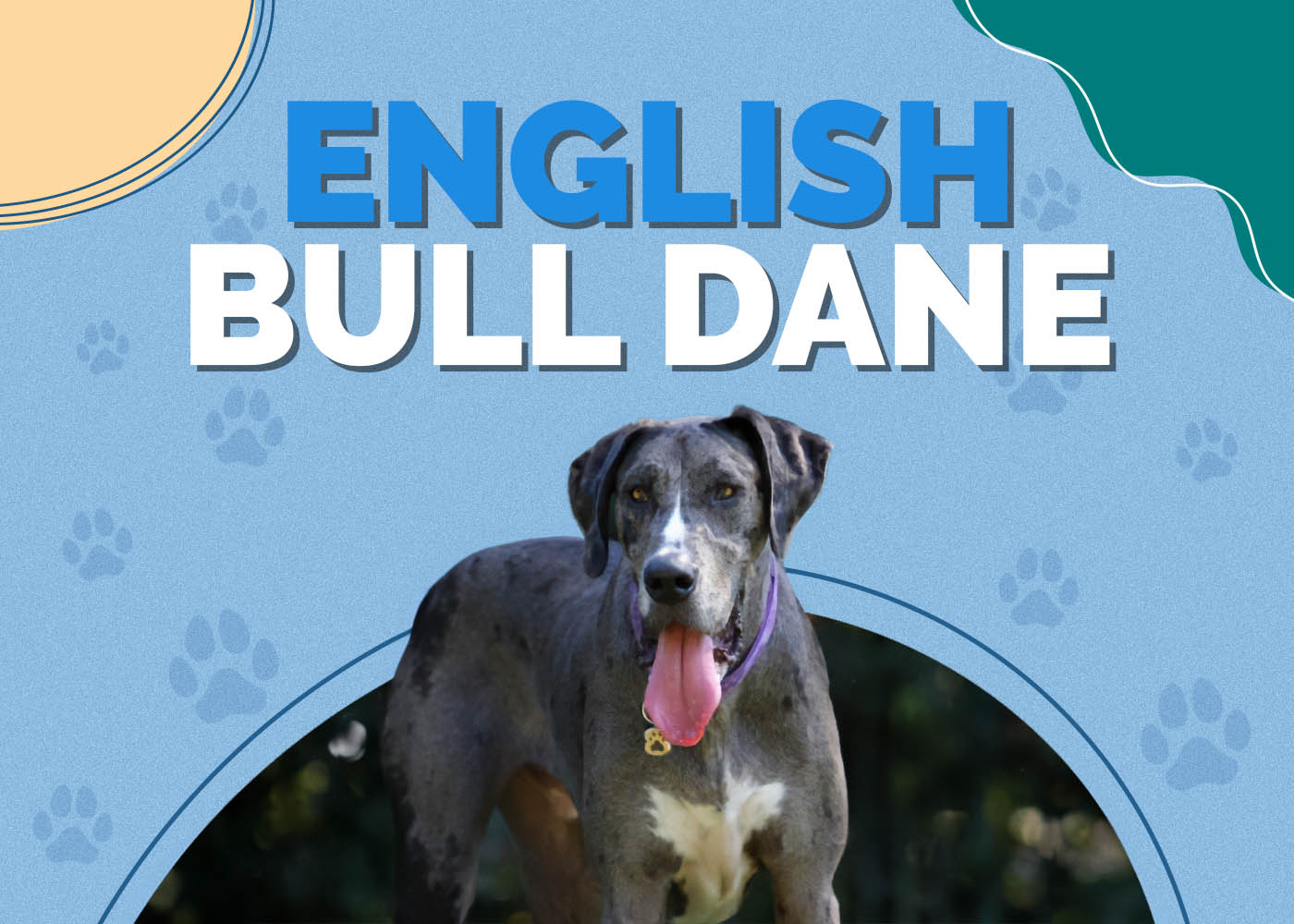 English Bull Dane (English Bulldog & Great Dane Mix)