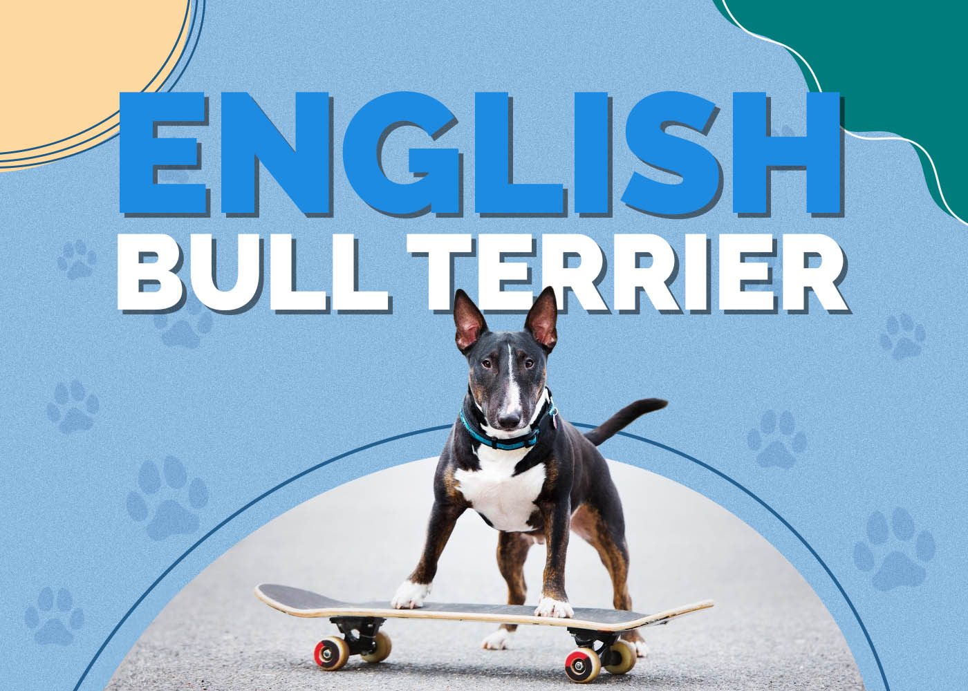 English Bull Terrier (English Bulldog & Bull Terrier Mix)