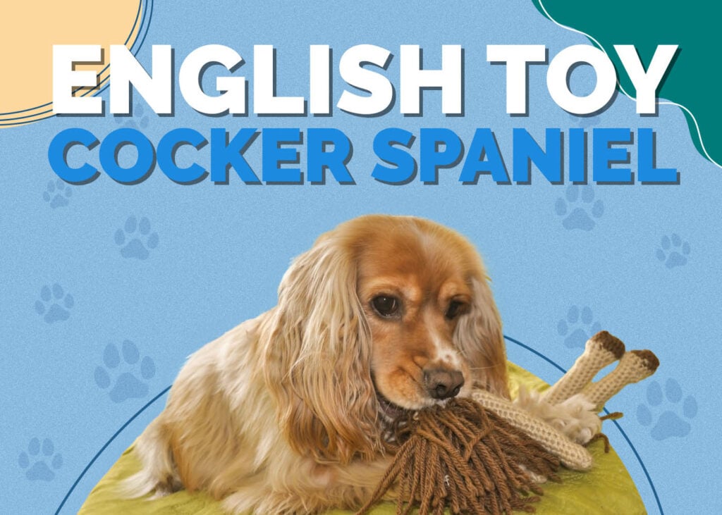 English Toy Cocker Spaniel (English/American Cocker Spaniel & English Toy Spaniel Mix)