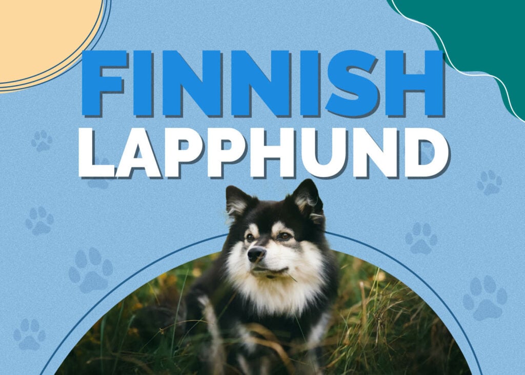 Finnish Lapphund