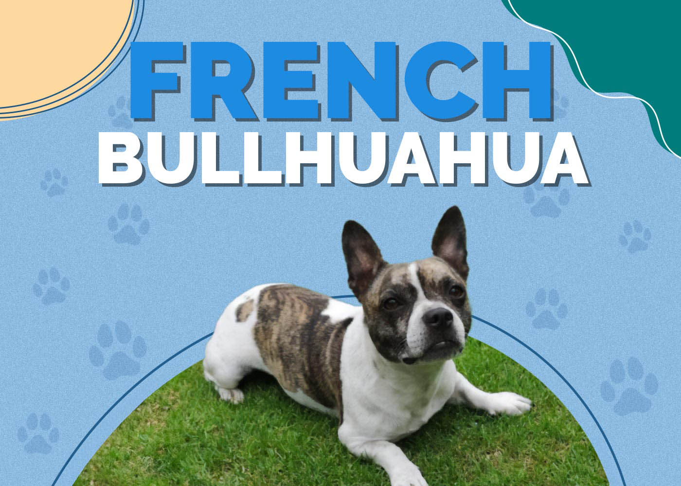 French Bullhuahua (French Bulldog & Chihuahua Mix)