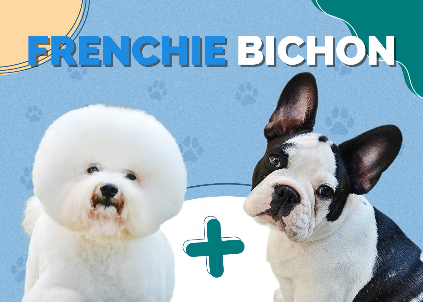 Frenchie Bichon (French Bulldog & Bichon Frise Mix)