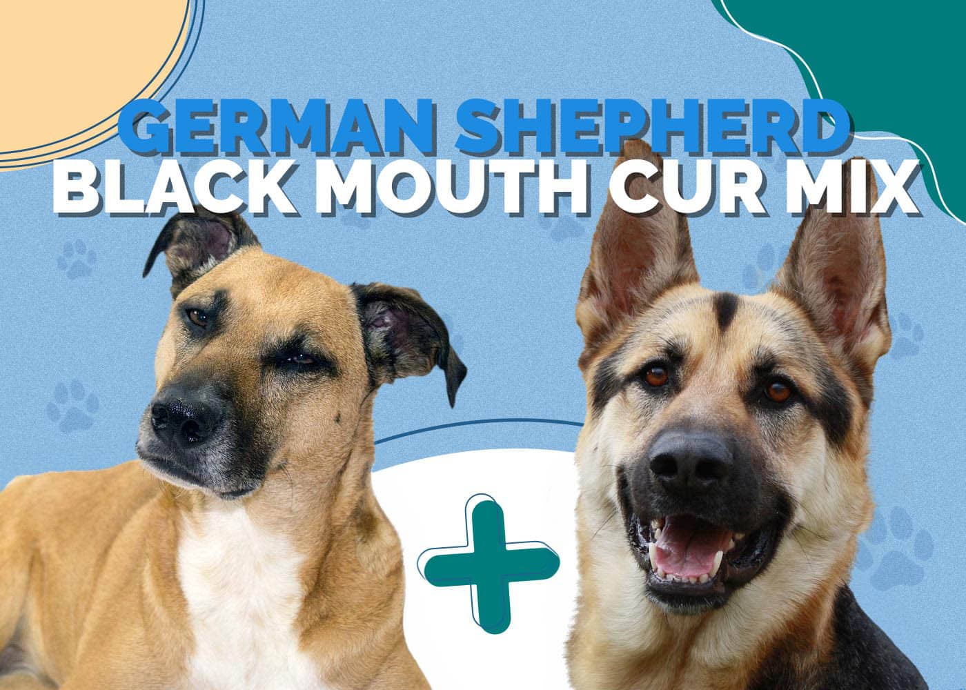 German Shepherd Black Mouth Cur Mix