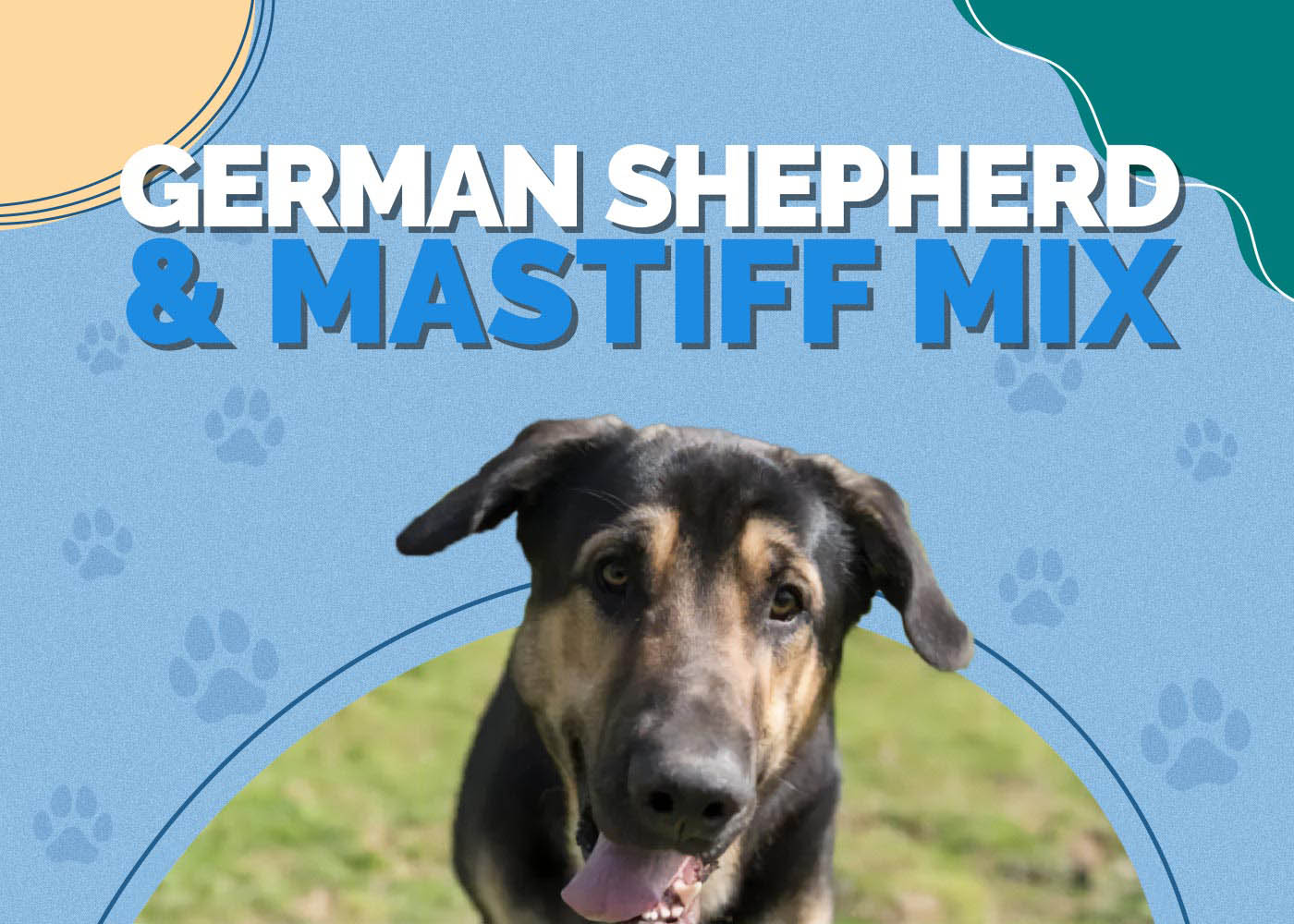 German Shepherd & Mastiff Mix