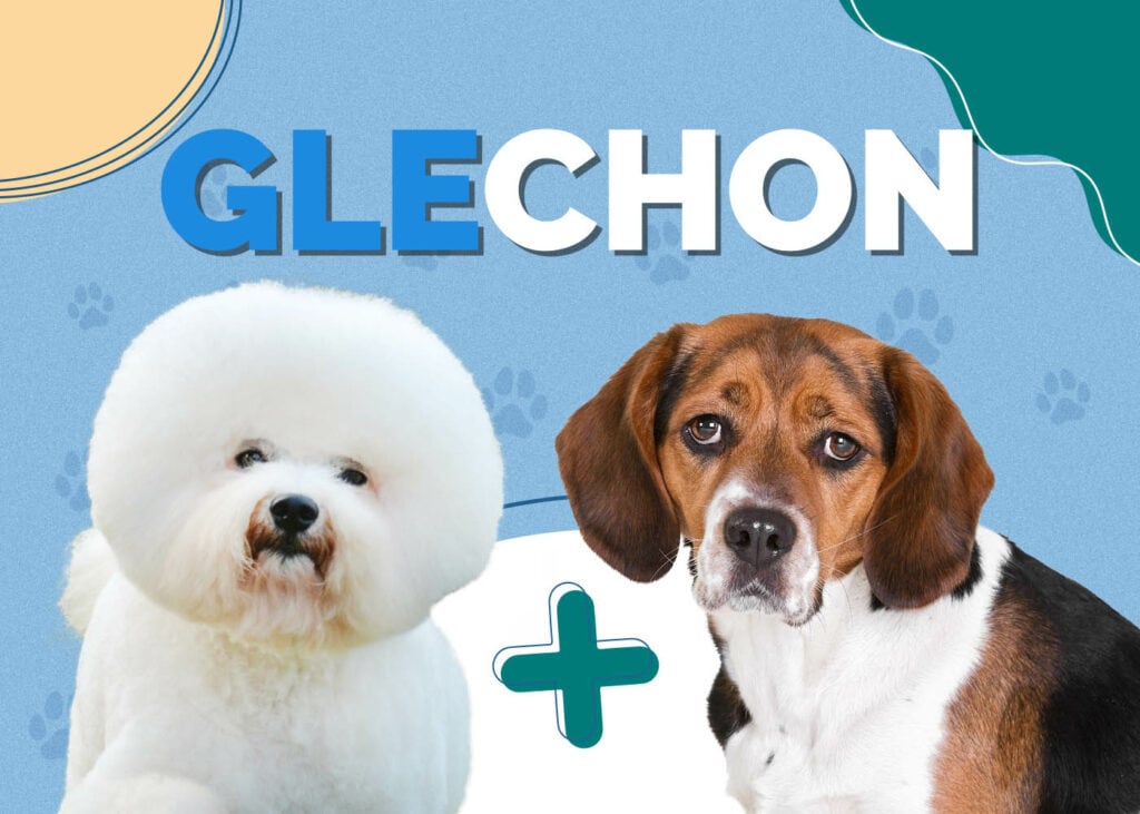 Glechon (Bichon Frise & Beagle Mix)