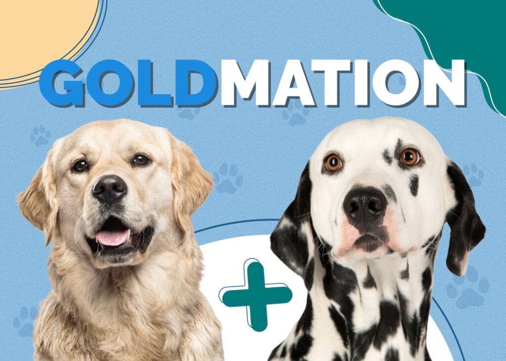 Golden Retriever Dalmatian Mix (Goldmation)
