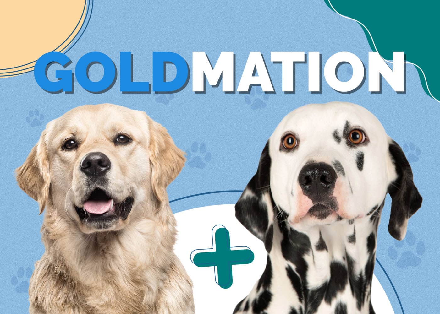 Golden Retriever Dalmatian Mix (Goldmation) Info, Pictures