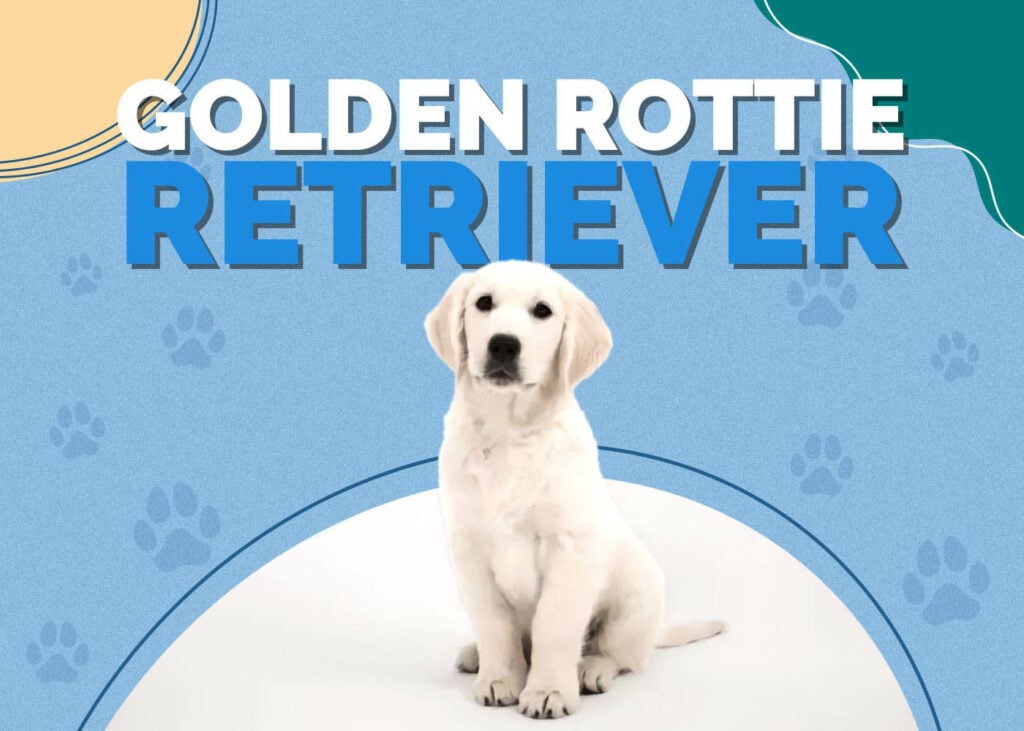 Golden Rottie Retriever (Golden Retriever & Rottweiler Mix)