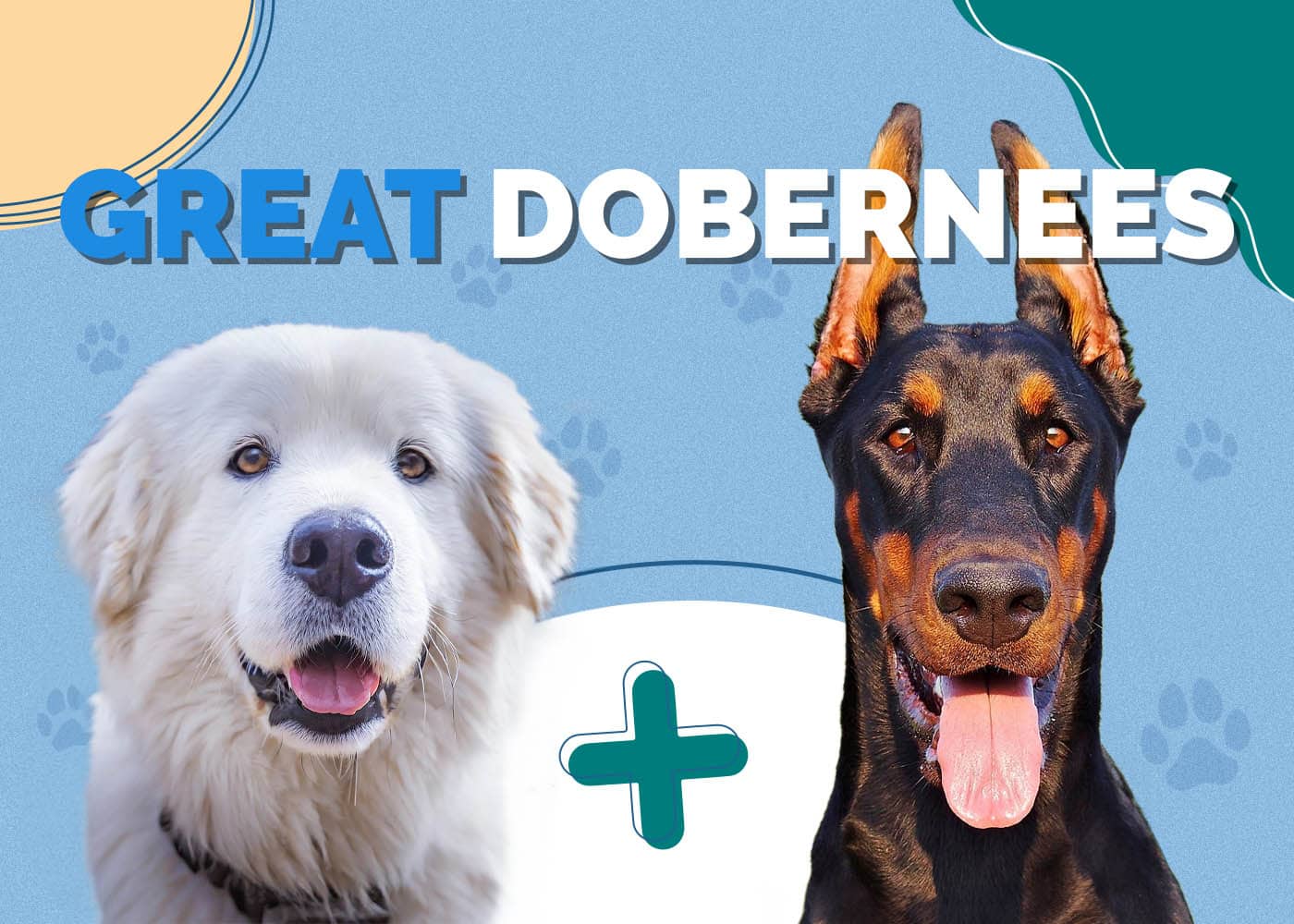 Great Dobernees (Great Pyrenees & Doberman Mix)