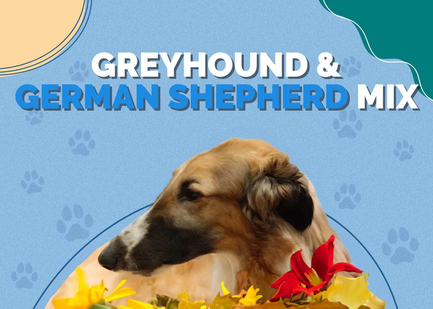 Greyhound & German Shepherd Mix