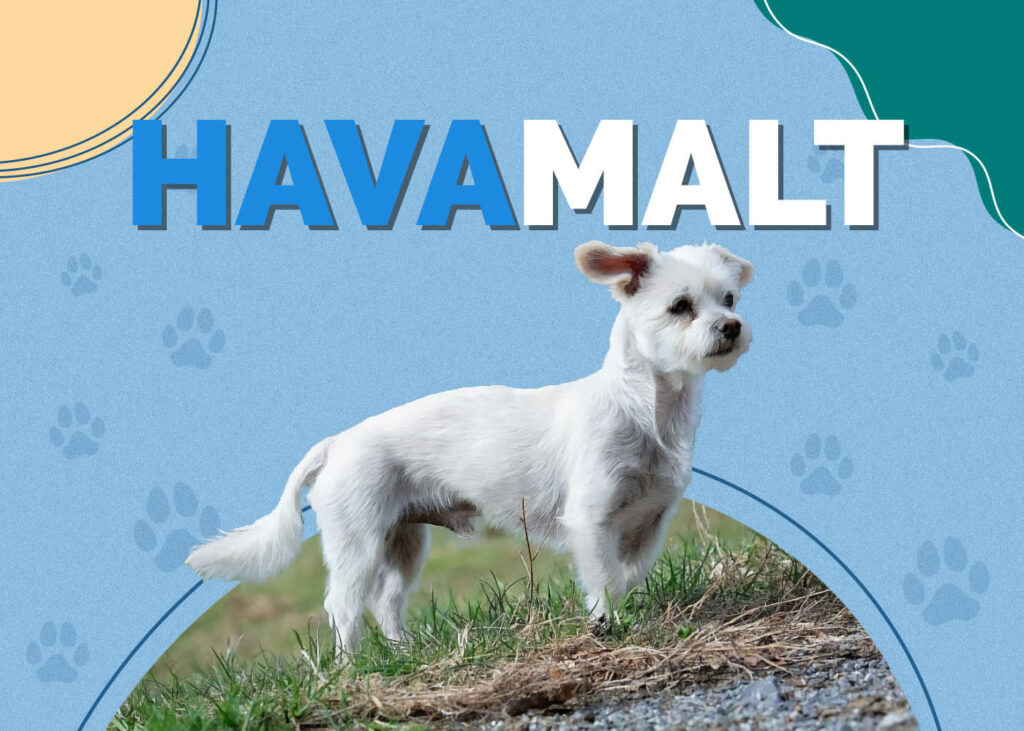 Havamalt (Maltese & Havanese Mix)