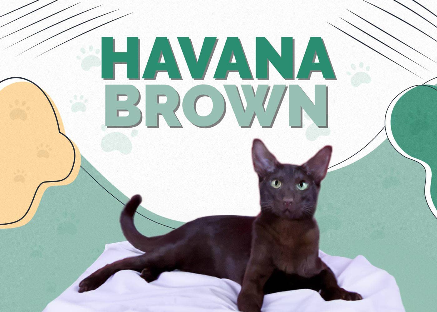 Havana Brown Cat
