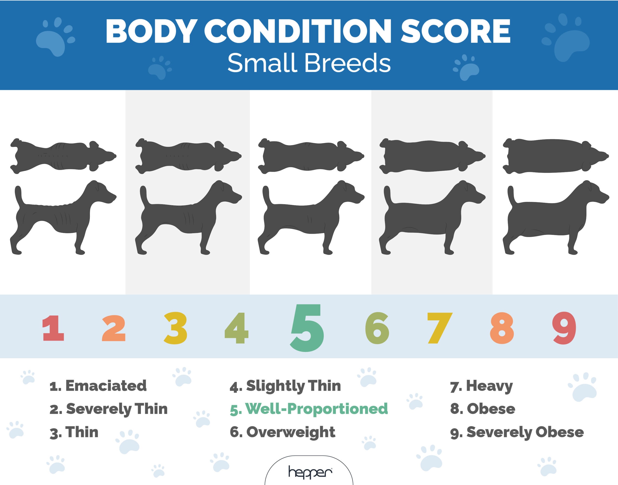 Dog Body Condition Score