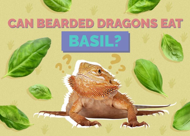 Hepper_Can Bearded Dragons Eat_Basil