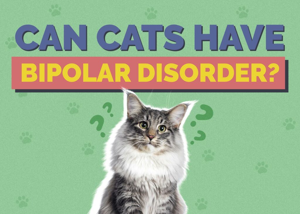 Can Cats Have Bipolar Disorder