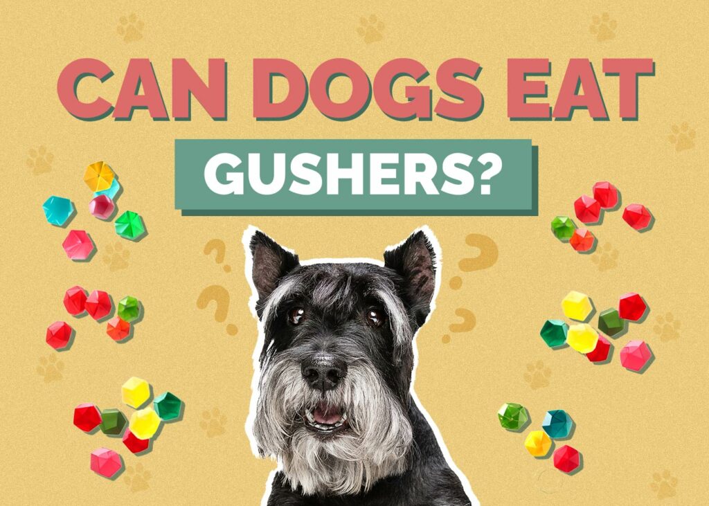 Can Dogs Eat Gushers