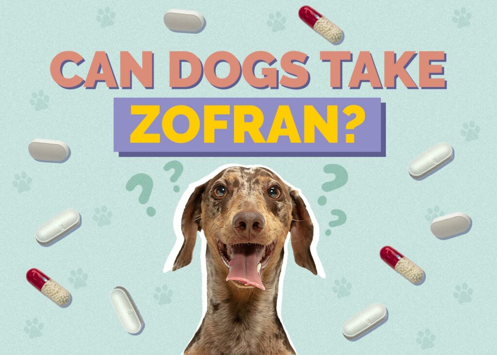 Can Dogs Take Zofran