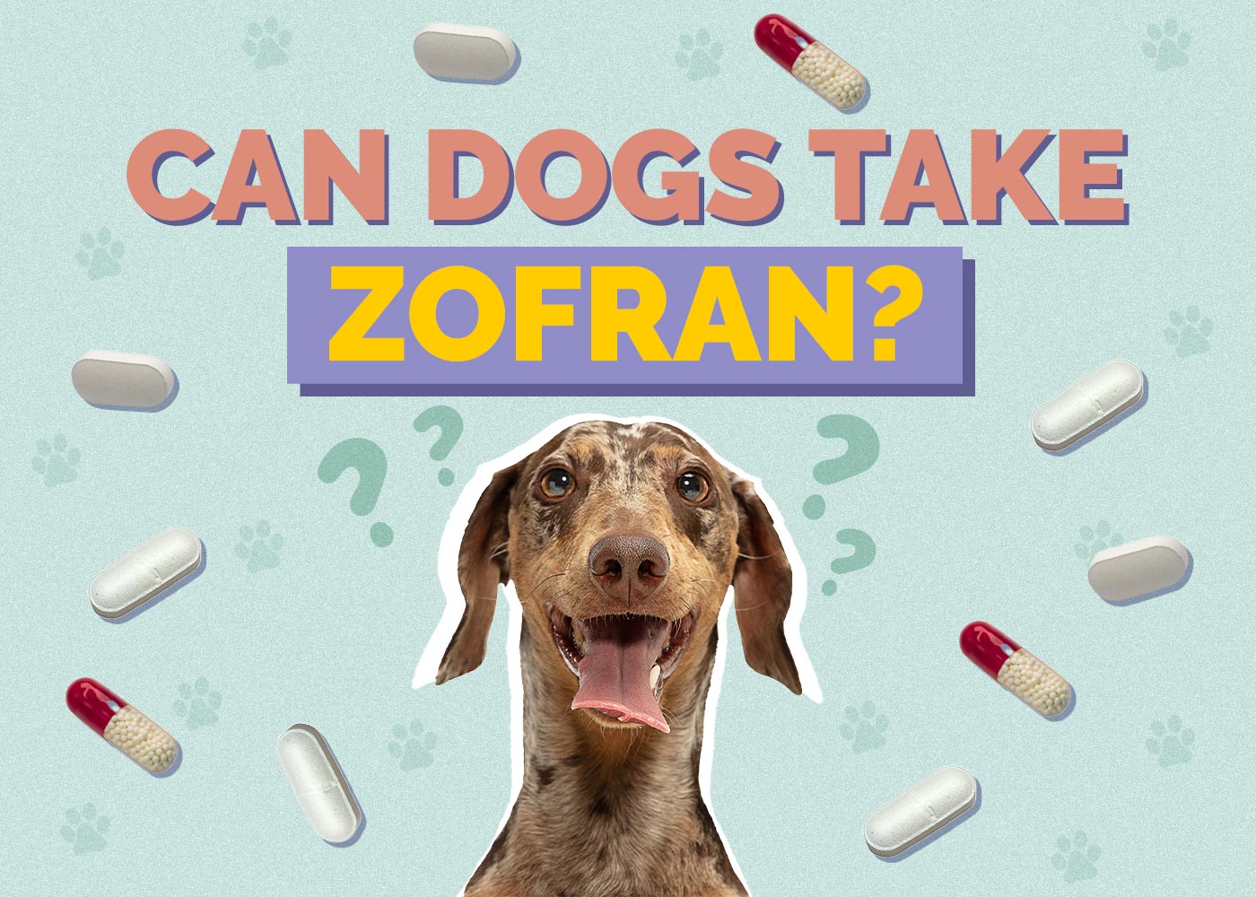 Can Dogs Take Zofran