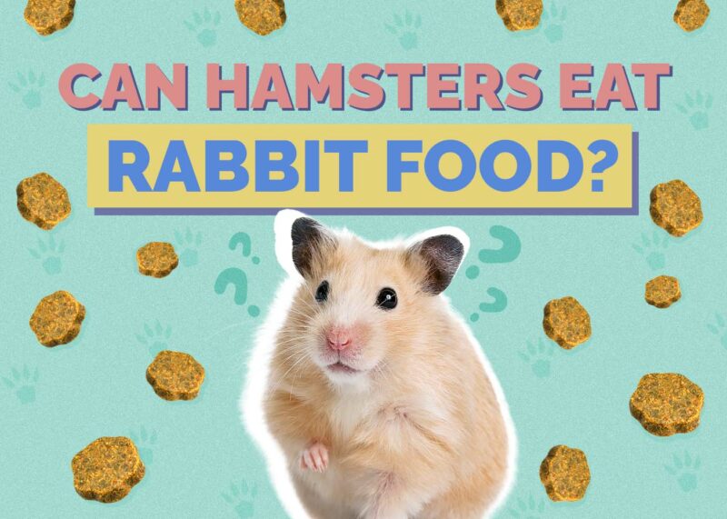 Hepper_Can Hamster Eat_Rabbit Food